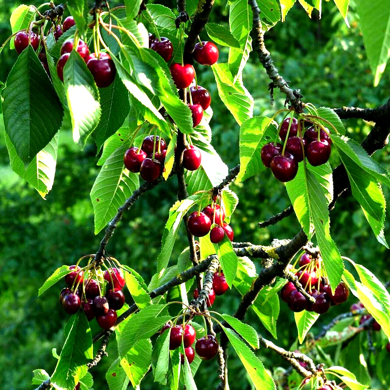 Sweet Mazzard Cherry Tree Seeds (Prunus avium) Edible Fruit, Fast, Hardy-Zone 4