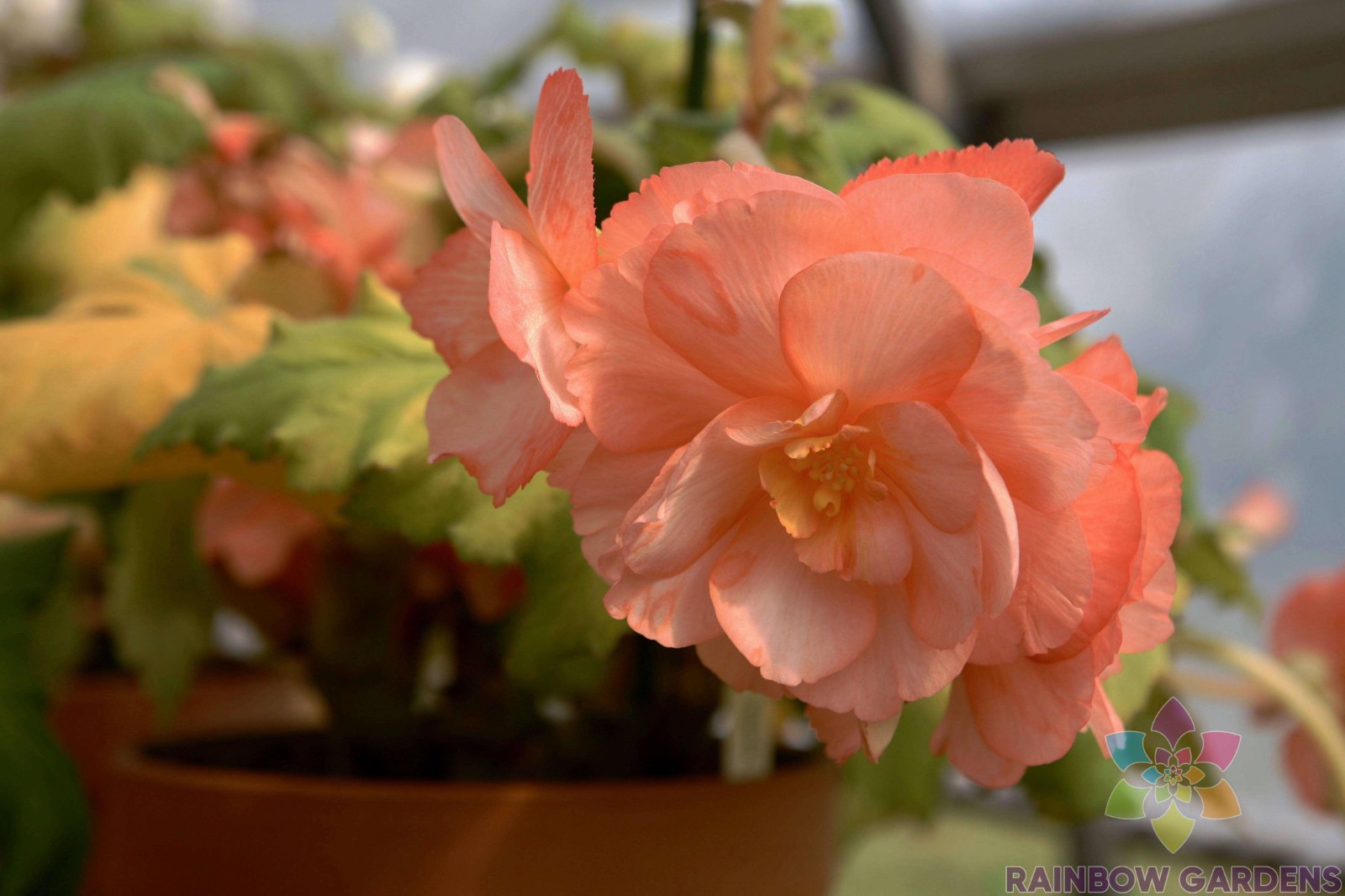25+ Pink Pearcei Begonia Seeds for Garden Planting – USA – FREE SHIPPING!
