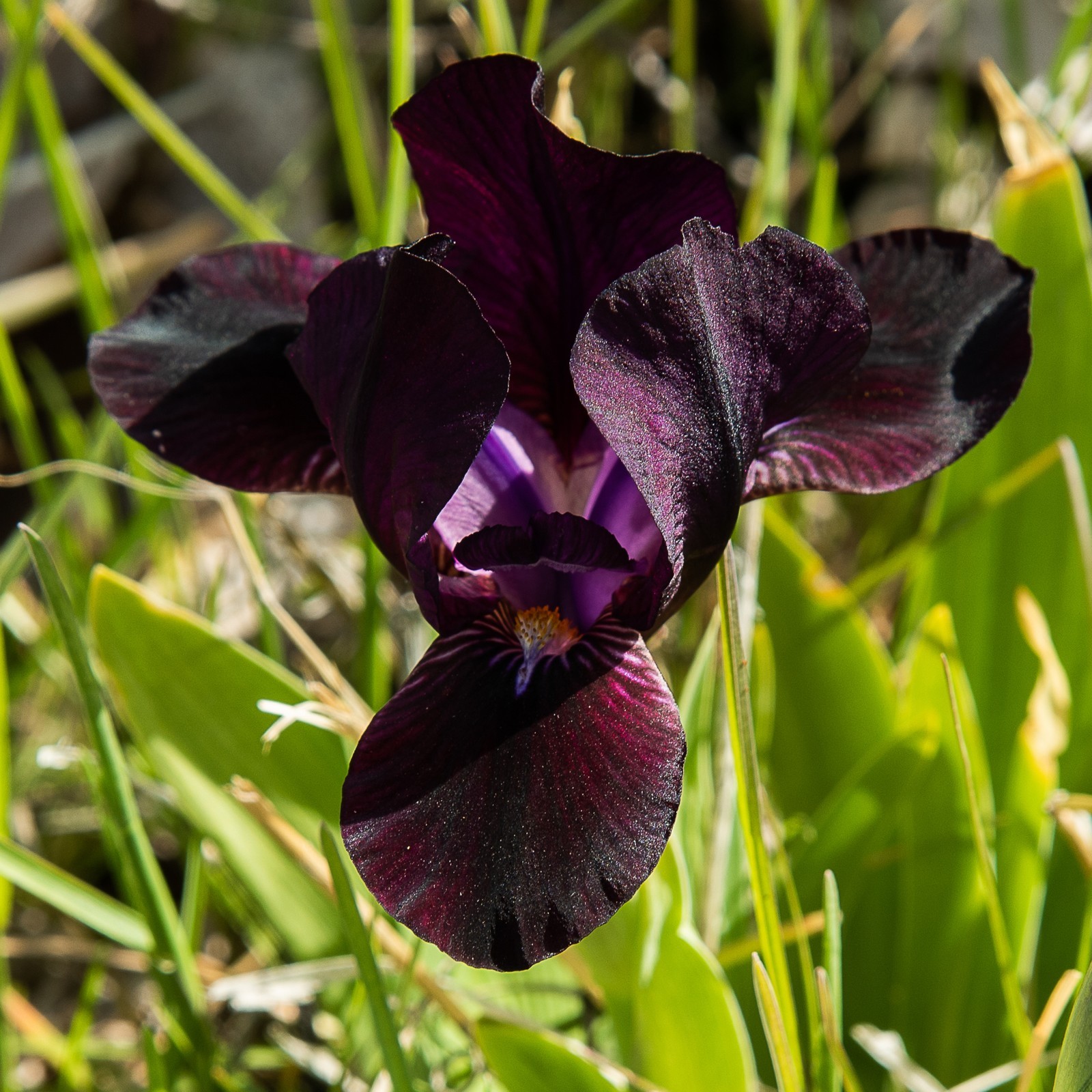 **BLACK STALLION** Dwarf Bearded Iris. Freshly Dug, Combined Ship: Jul/Sep