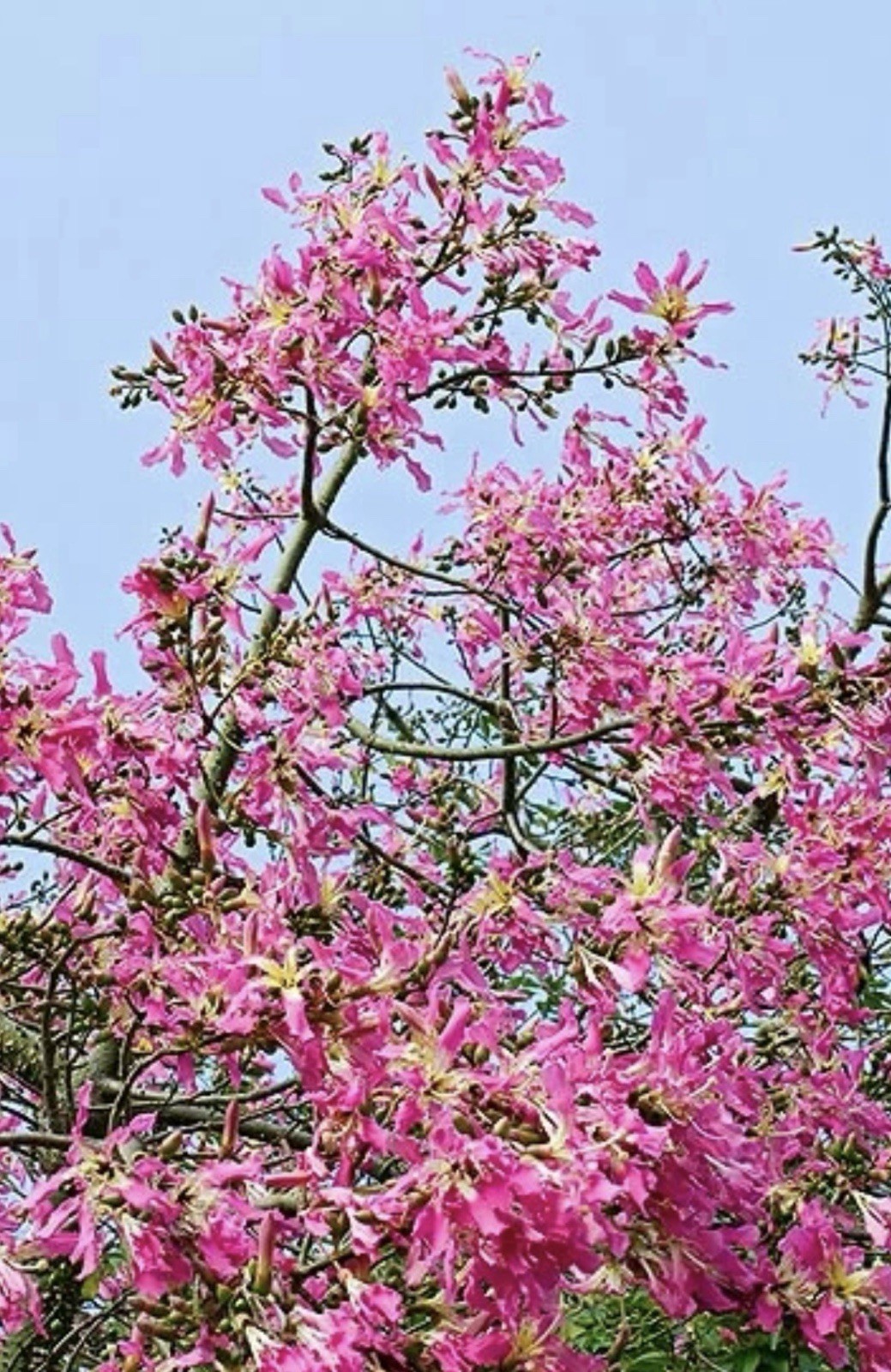 Pink Silk Floss Tree-Ceiba specios-Rare Tree! Beautiful Orchid Like Blooms!