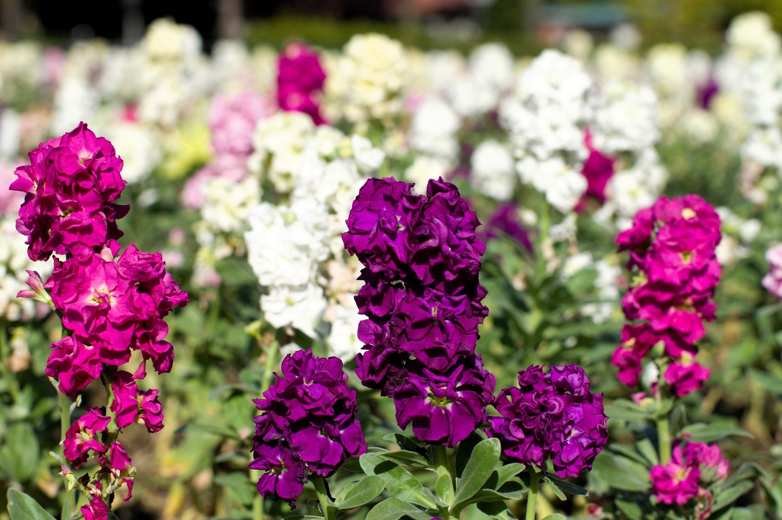 50 MIXED COLORS STOCK Matthiola Incana Ten-Week Gillyflower Blue White Pink Red