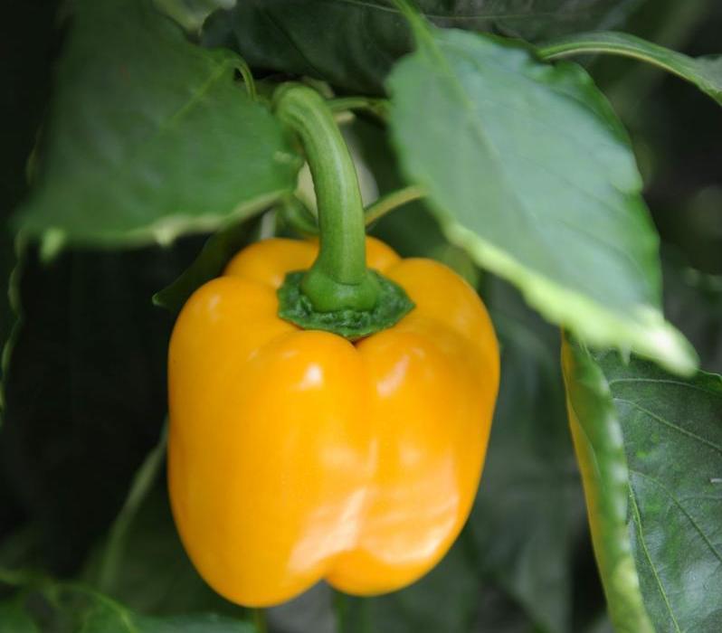 Canary Yellow Sweet Bell Pepper, NON-GMO, Heirloom, Variety Sizes, FREE SHIPPING