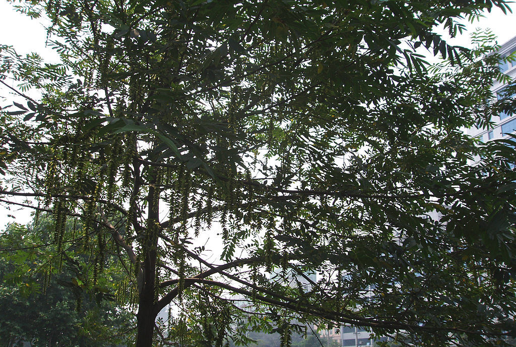 Chinese Wingnut, Pterocarya stenoptera, Tree Seeds (Fast, Showy)