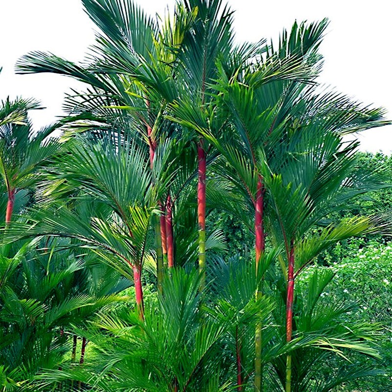 20 RED SEALING WAX “LIPSTICK” PALM TREE SEEDS (Cyrtostachys renda) House Plant