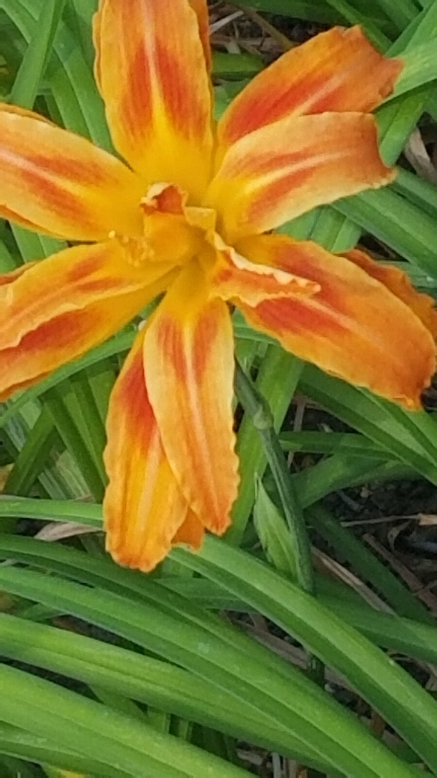 DOUBLE ORANGE DAY LILIES (2)Fresh day lily rooted plants