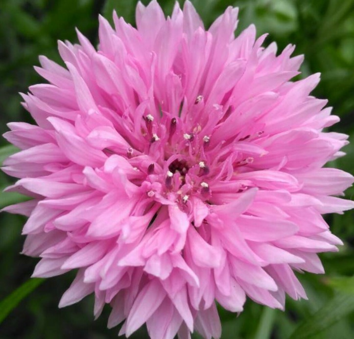 PINK CORNFLOWER SEEDS 200+ TALL PINK BACHELOR BUTTON wildflower Free Shipping