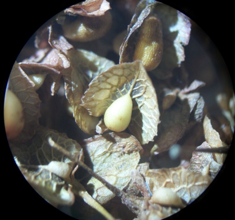 Curly Dock – 300 seeds – Rumex crispus