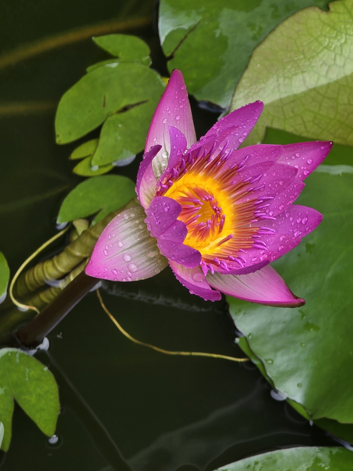 TWO Aquatic Hardy Sacred Pink Water Lily Plant FRESH Mature Rhizomes 3″- 4″