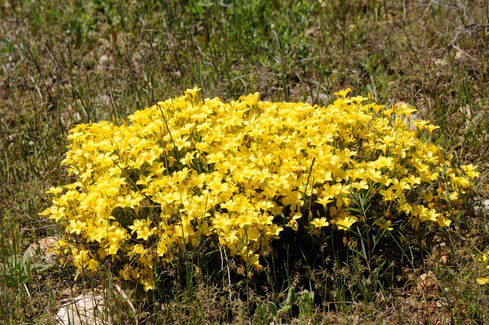 500 Organic GOLDEN FLAX Yellow Linseed Common Linum Flavum Flower Seeds