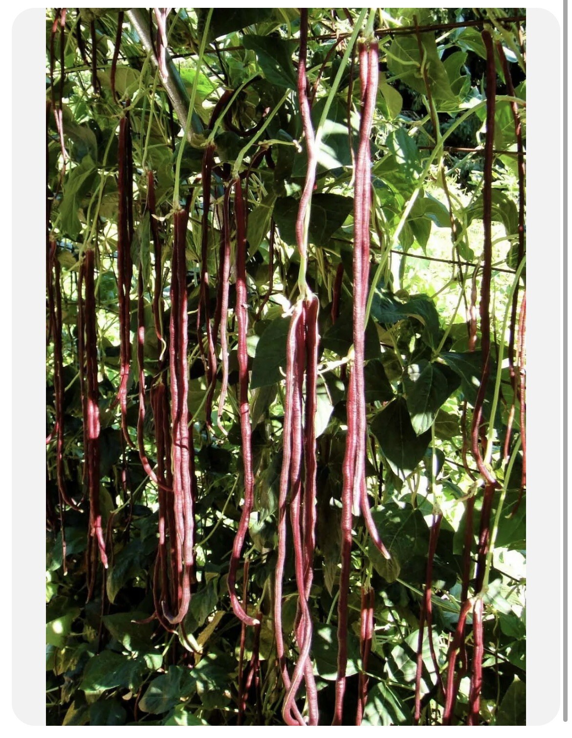 3 Colors Mix Yard Long Bean | MultiVariety Blend Pole Asian Đậu Đũa 60 Seeds