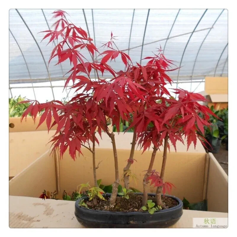 20 Seeds Japanese Red Maple Tree Bonsai Rare plant for home garden