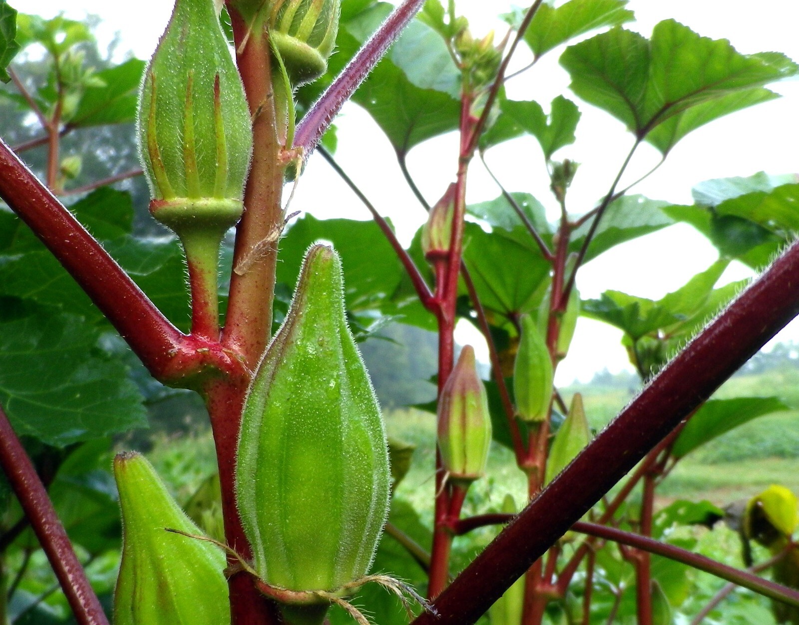 Hill Country Red Okra Seeds NON-GMO Heirloom Open Pollinated Easy to Grow! YUM!