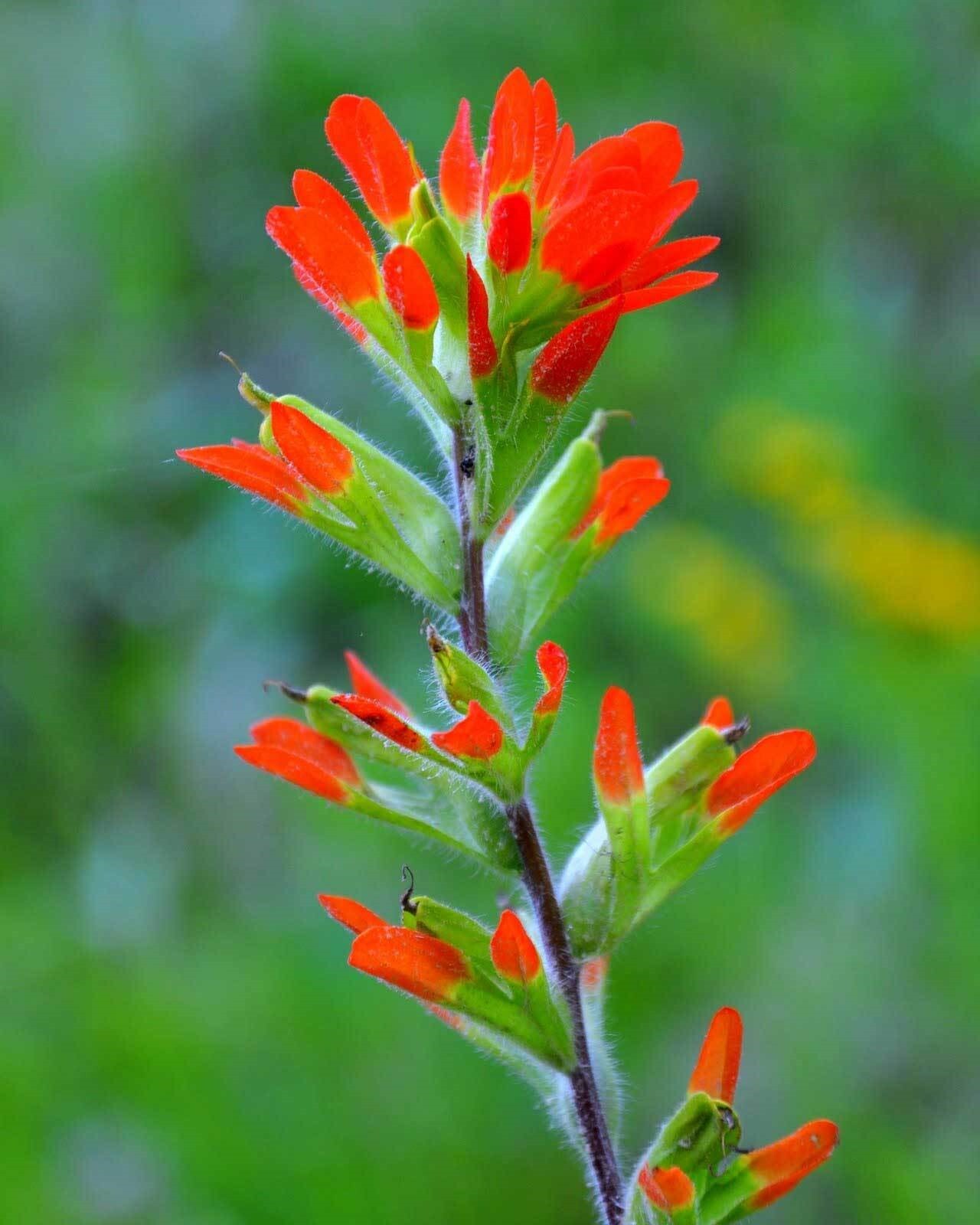 Castilleja coccinea | Scarlet Indian Paintbrush | Prairie Fire | 100_Seeds
