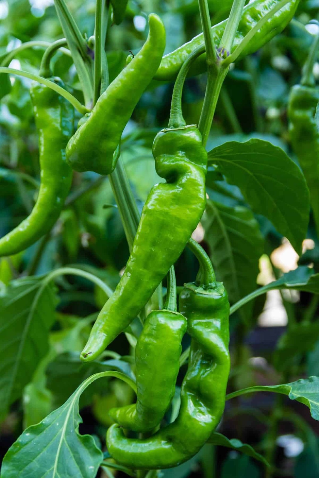 Anaheim Chili Hot Pepper 25 – 4000 Seeds Heirloom Heat Drought Tolerant