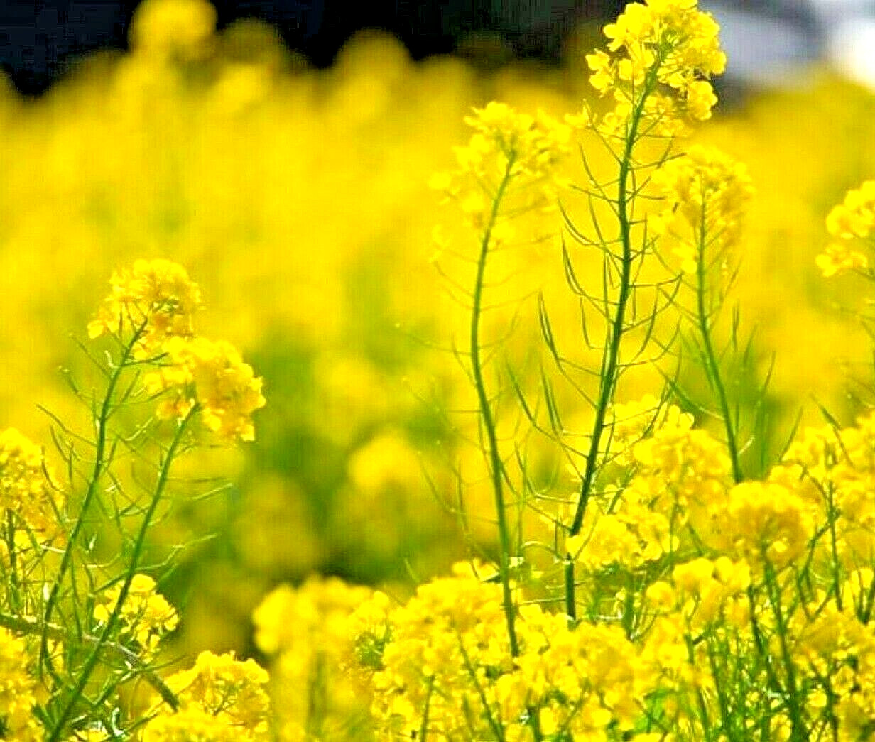 2000+ MUSTARD SEEDS SPRING MICROGREENS NON-GMO GARDEN PEST REPELLENT MEDICINAL