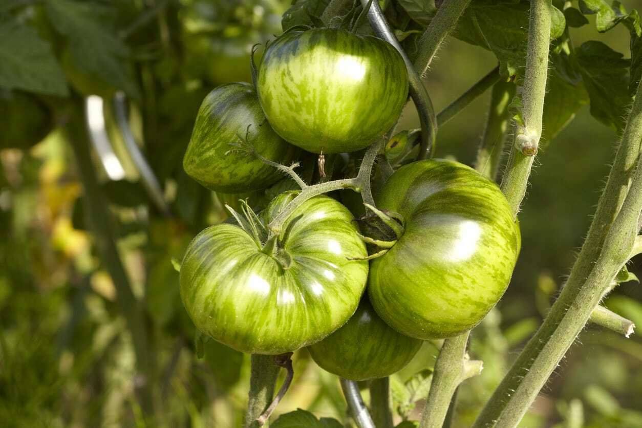 Green Zebra Tomato Seeds, Bi-Colored, NON-GMO, Variety Sizes, FREE SHIPPING