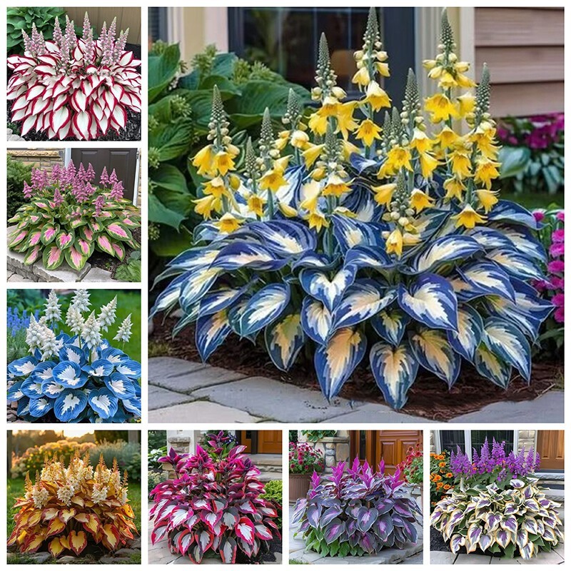 100Pcs Rare Mixed Hosta Seeds Shade Tolerant Perennial Ornamental Foliage Garden