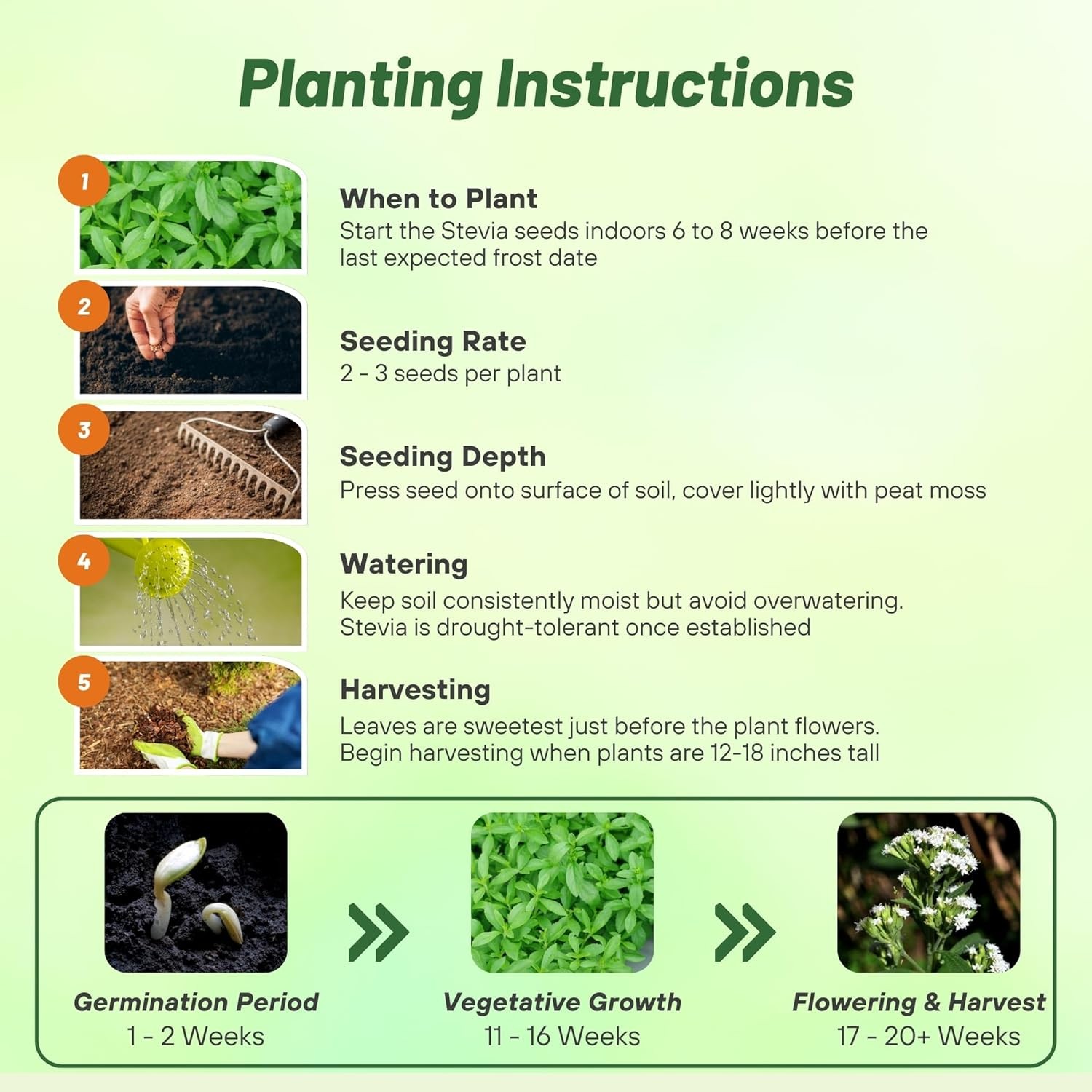 50 Seeds Stevia Seed – Sweet Leaf Herb Seeds