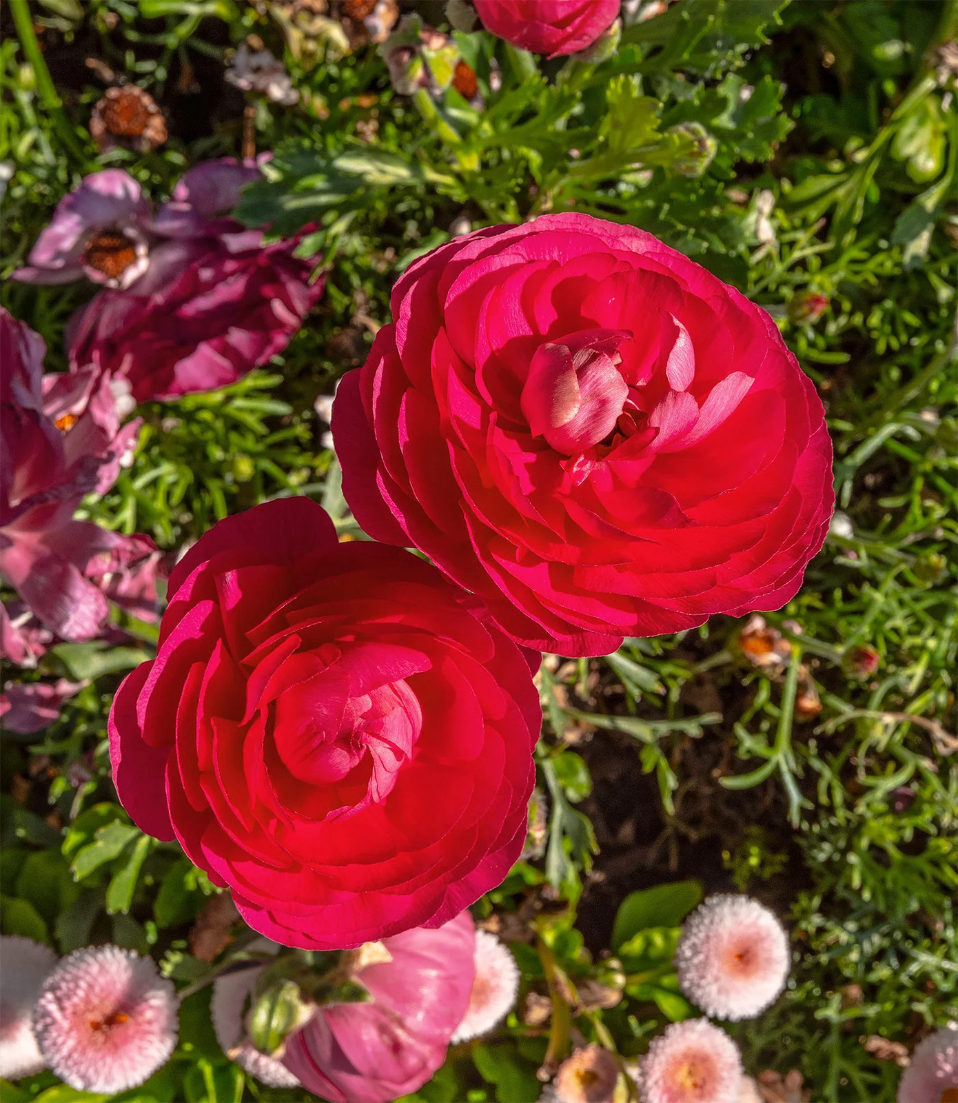 Rose Ranunculus – 10 bulbs