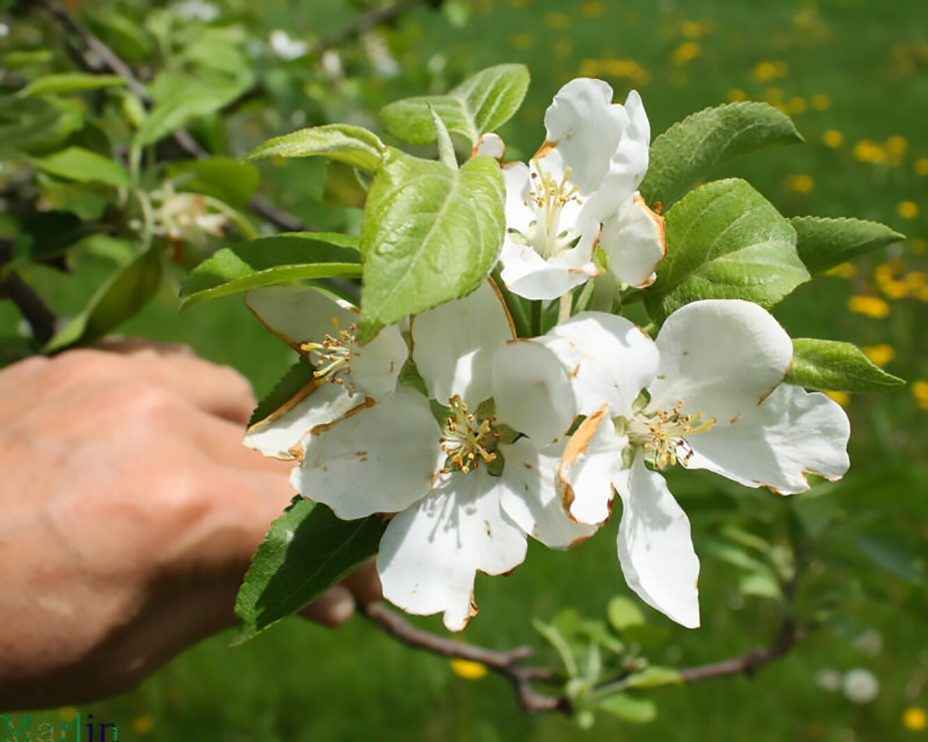 Red Delicious Apple, Malus pumila