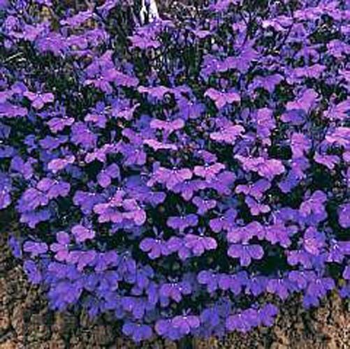 Lobelia Crystal Palace Nice Garden Flower By Seed Kingdom 1,000 Seeds