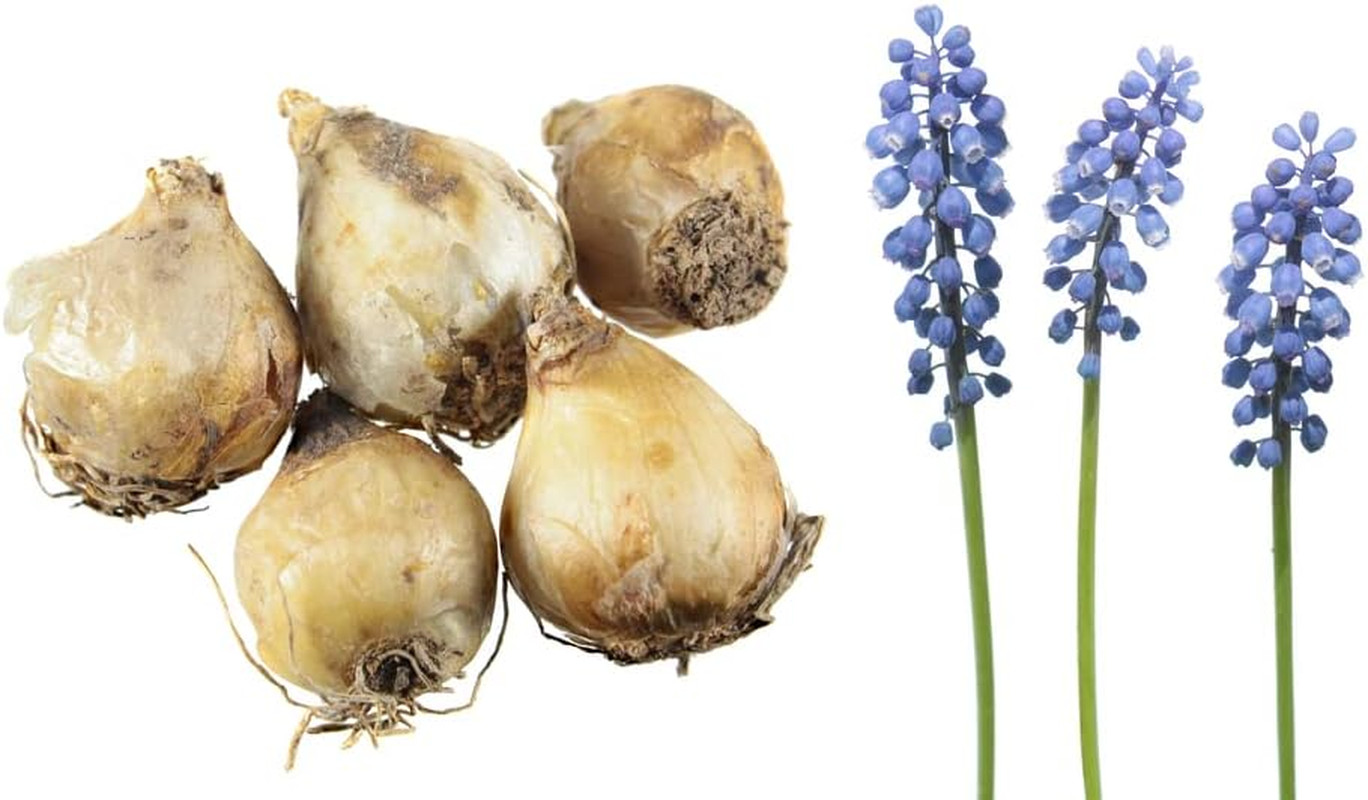 Fresh Grape Hyacinth Bulbs for Planting – muscari Armeniacum- Beautiful Sprin…