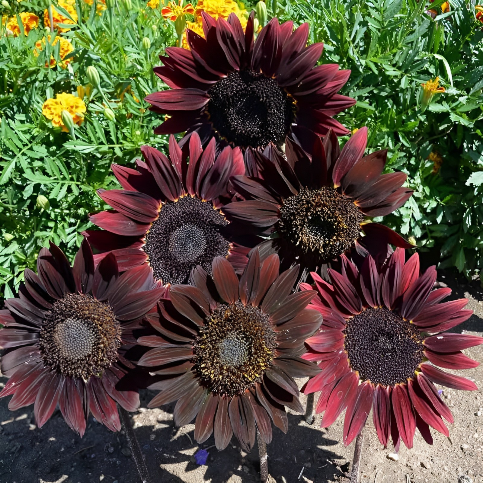 50 Chocolate Cherry Sunflower Seeds – Deep Red to Chocolate Blooms – Stunning!!