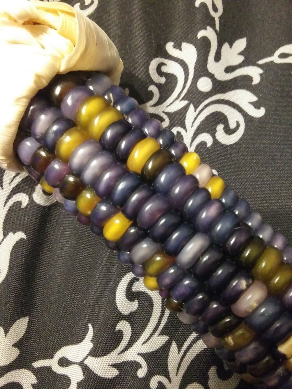100 GLASS GEM INDIAN CORN SEEDS 2021 HARVEST