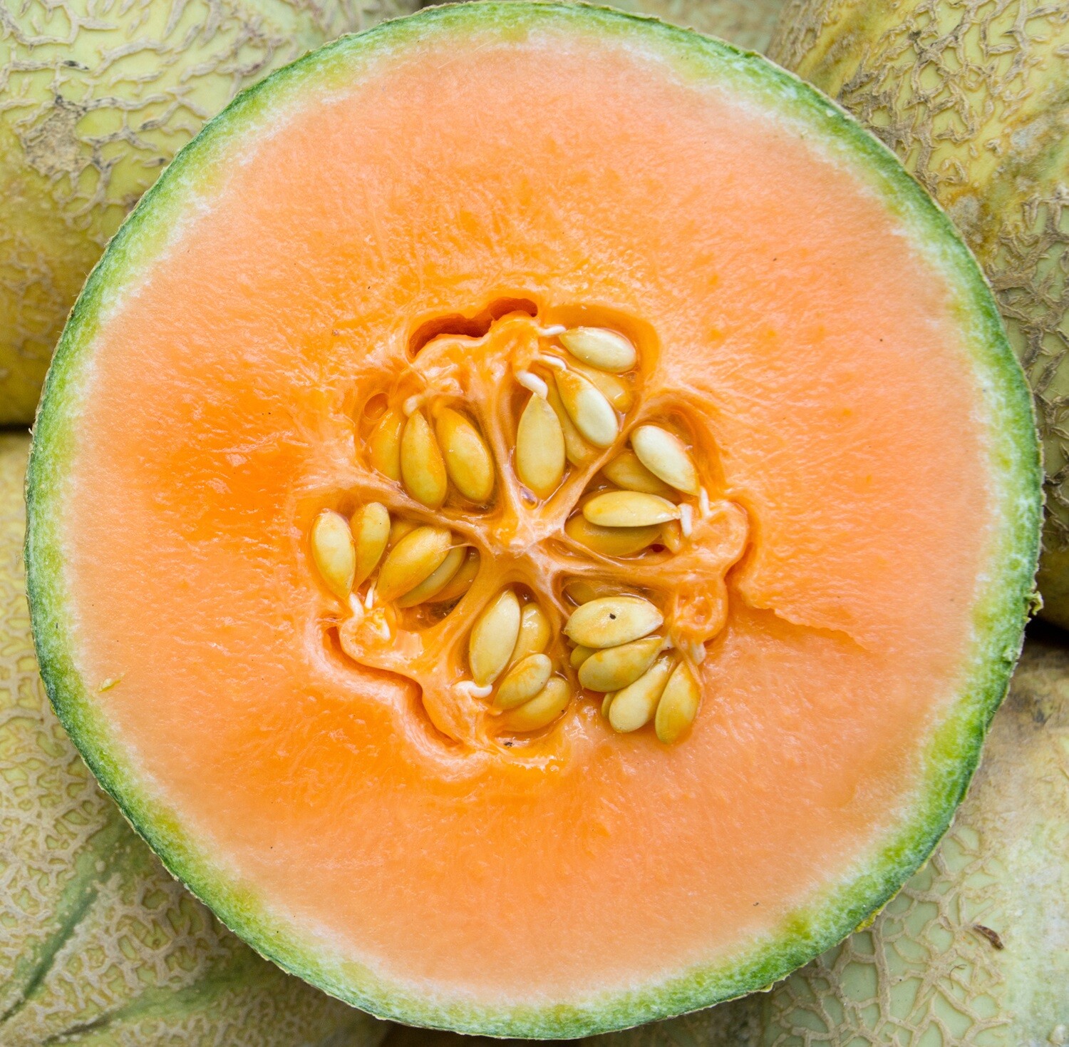 Honeydew Melon Seeds – Heirloom Non-GMO, Free Shipping, Orange Flesh Variety