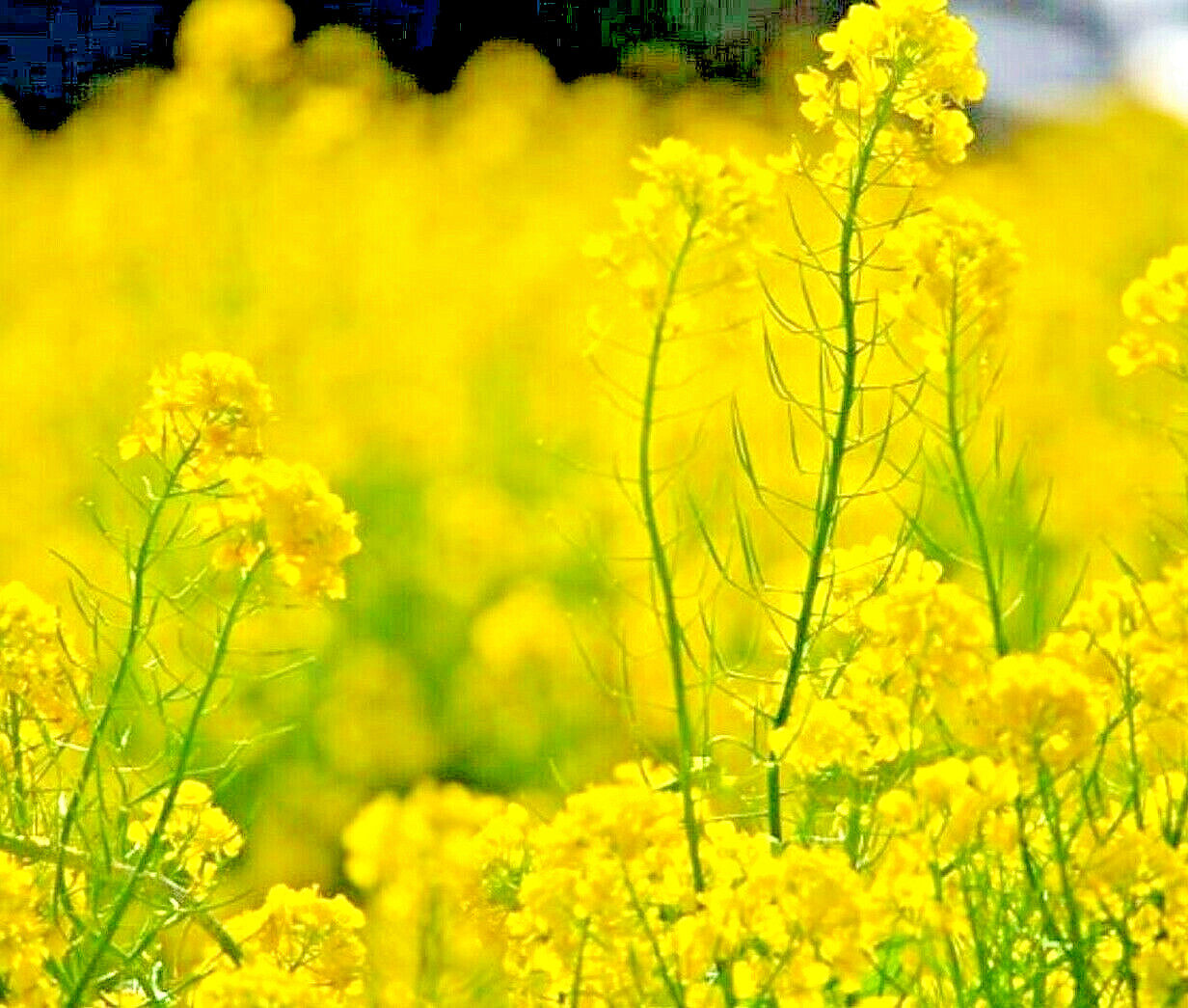 2000+ MUSTARD SEEDS SPRING MICROGREENS NON-GMO GARDEN PEST REPELLENT MEDICINAL