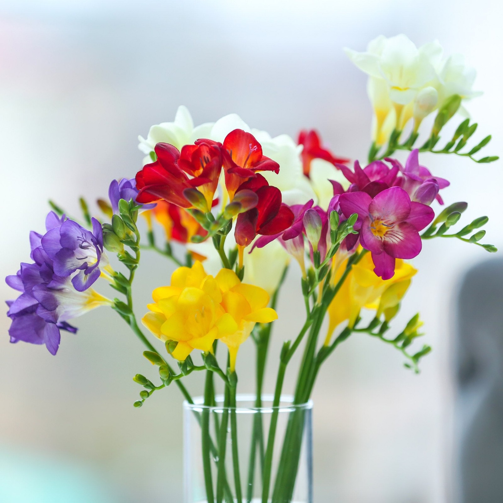 Easy to Grow Freesia Singles Mix 15 Plant Bulbs, Spring Flowers Zones 9-11