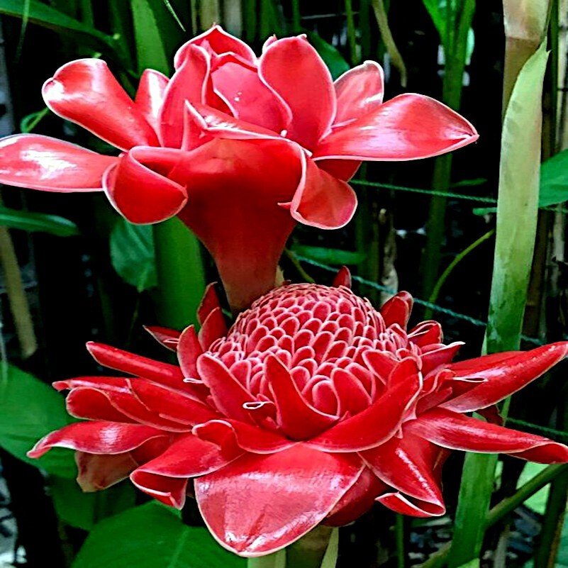 10 RED TORCH Ginger Seeds (Etlingera elatior) Flower Tropical Garden Plant RARE!