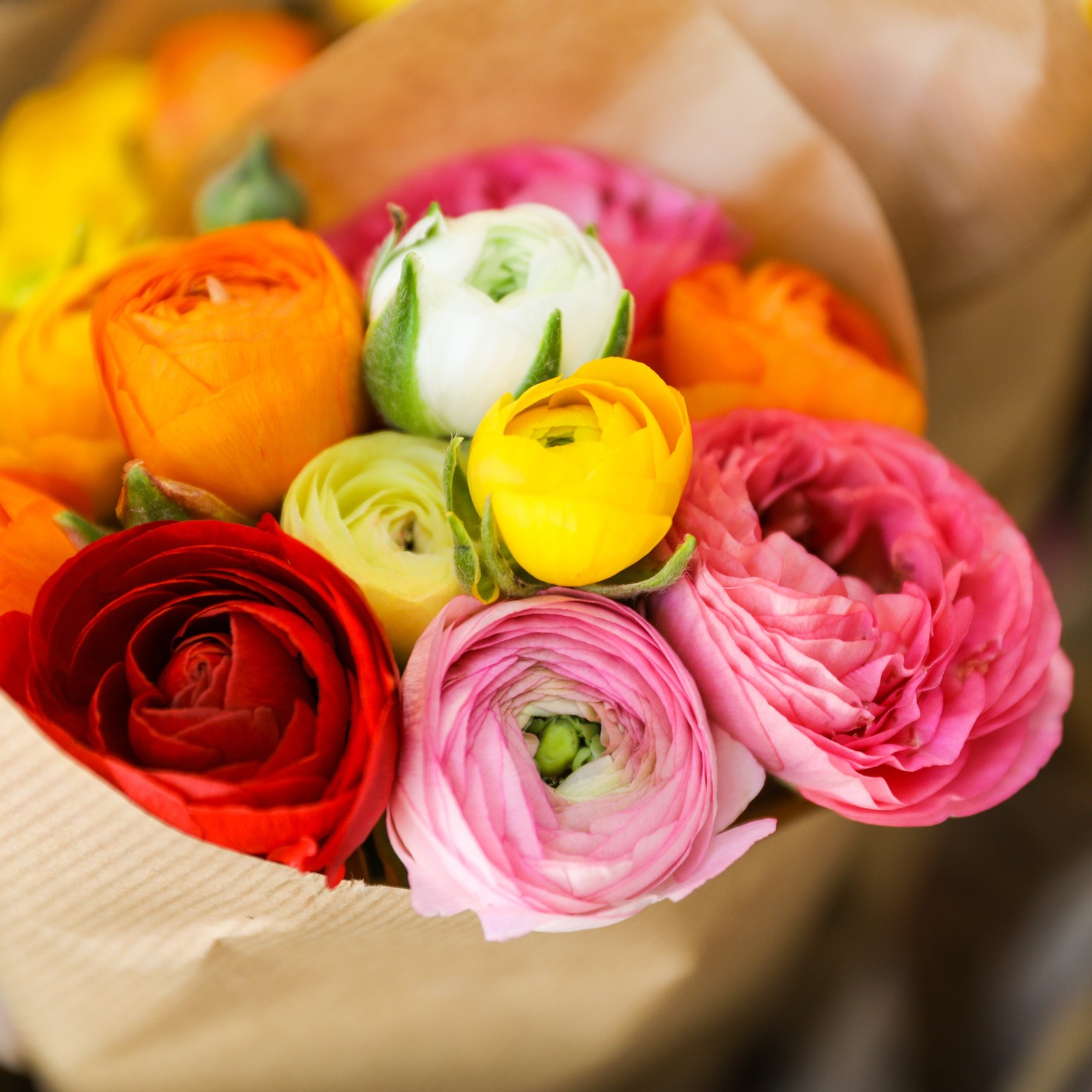 Easy to Grow Ranunculus Buttercup Rainbow Mix 10 Plant Bulbs, Spring Flowers
