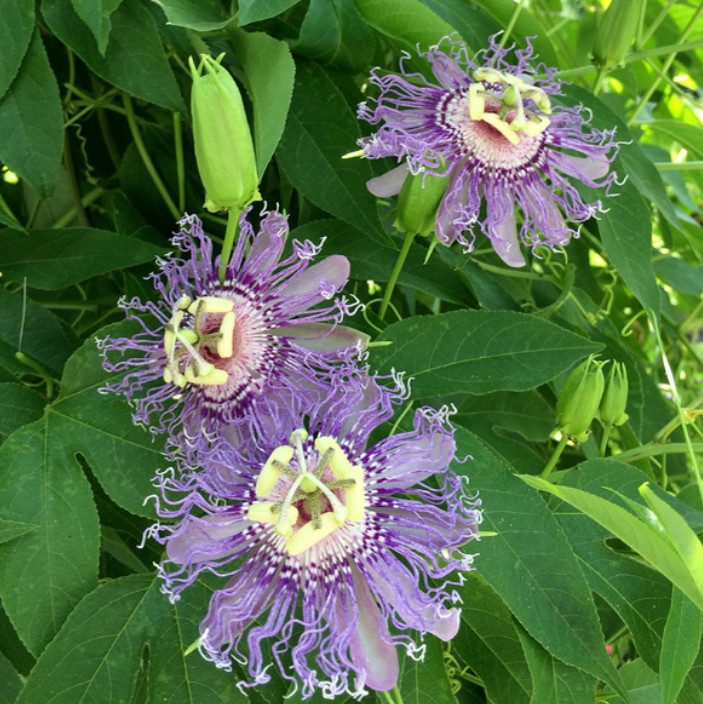 Passiflora Incarnata Maypop Live Plant – 5-10″ tall – Hardy Purple Blooming Vine