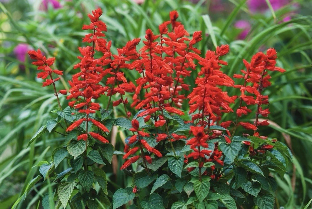 400 SCARLET SAGE SEEDS (Salvia coccinea)- medicinal culinary, hummingbirds love