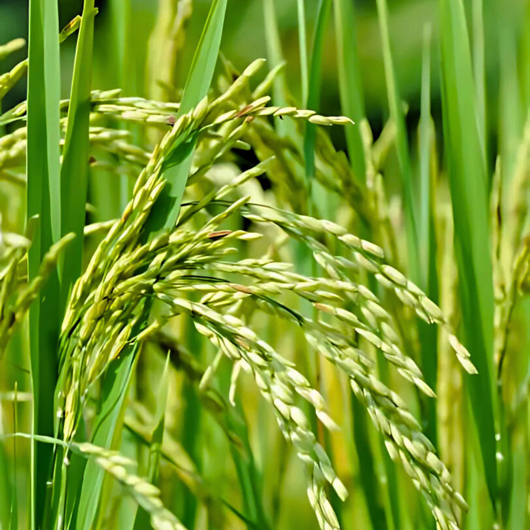 Fresh Thai White Sticky Rice Seeds | Nuo Dao Zhong Zi | Heirloom Non-GMO | Grain