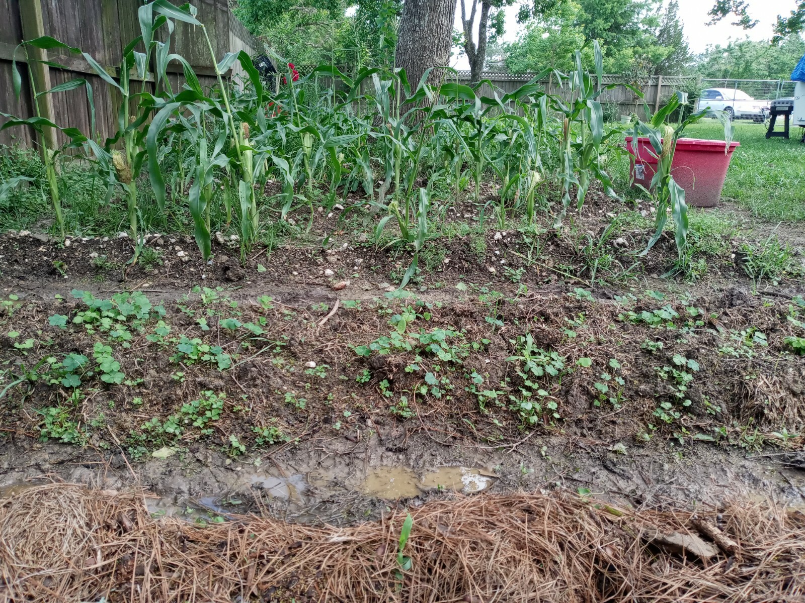 Bi-Licious Sweet Corn Hybrid Vegatable
