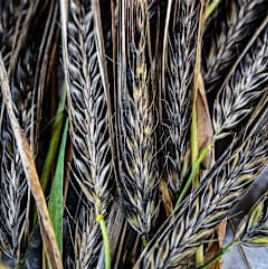 Egyptian Black Nile Barley Seeds (1/2 pound) / Super Rare / Healthy / Non-GMO