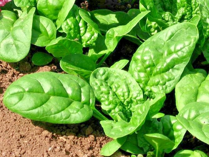 1 oz BLOOMSDALE SPINACH Seed Organic Spring Fall Vegetable Garden Container Easy