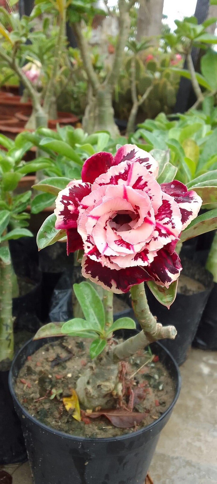 10 . Desert Rose Seeds . Pink & Purple Red & White