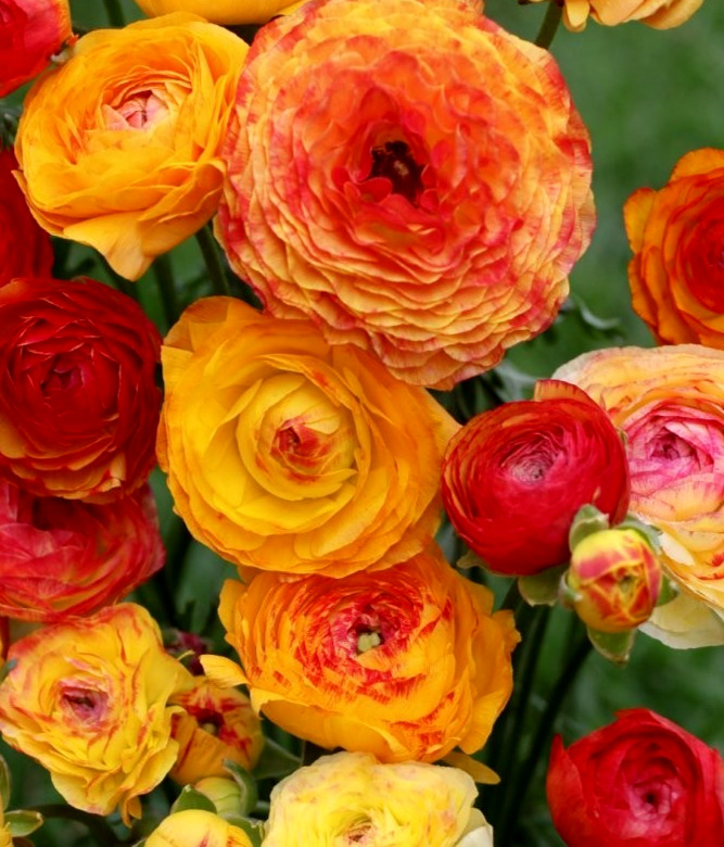 Ranunculus Flower Bulbs 16 Orange Picotee Corms Peony Rose Garden Wedding Plants