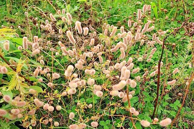 RABBIT’S FOOT CLOVER 200 SEEDS, TRIFOLIUM ARVENSE, FUZZY BUNNIES, EZ TO GROW