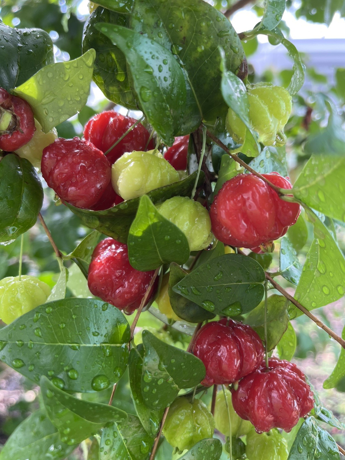 20 FRESH BLACK SURINAM CHERRY SEEDS – UNIFLORA – BEST SELLER!