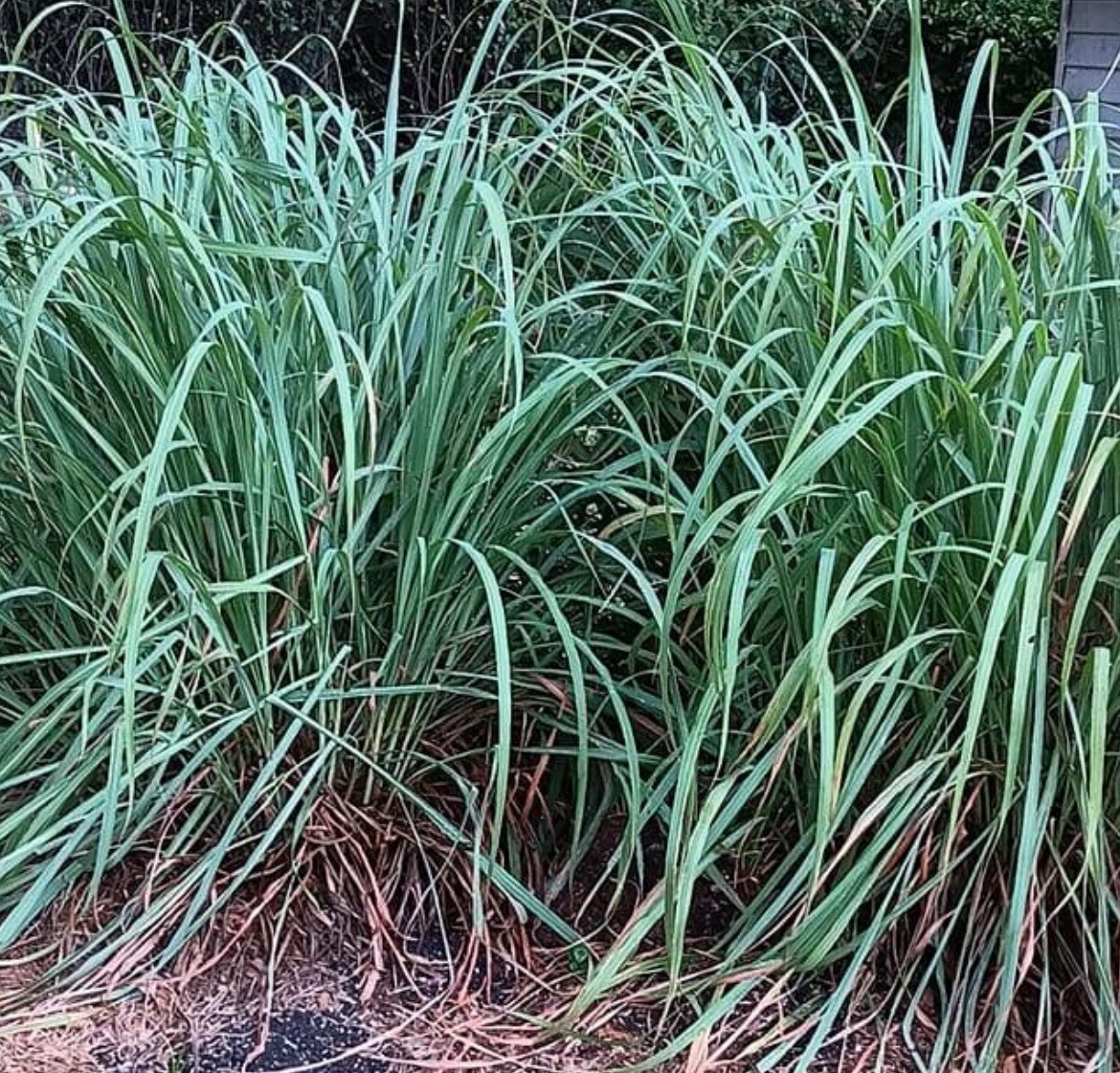200+ SEEDS-Lemon Grass Seeds I Non-GMO I Buy2Get1FREE