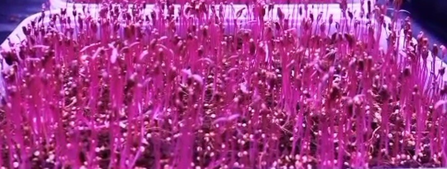 500+SEEDS GARNET AMARANTH Amaranthus Tricolor Vegetable Microgreens Gardenseeds