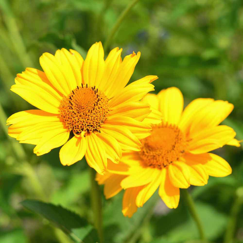 40 Heliopsis GoldenSun Yellow Sunflower Perennial Seeds~Brooklyn Botanical Club