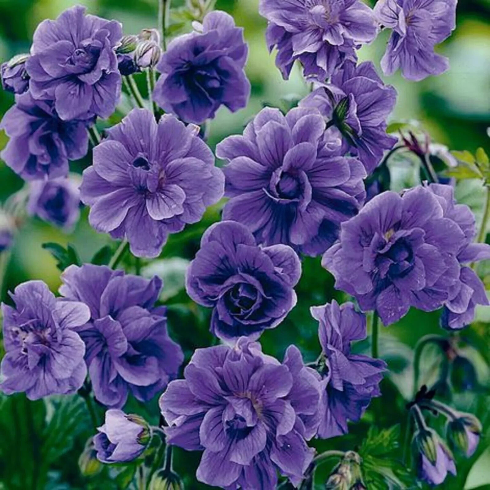 10 Double Purple Geranium Seeds Flowers Perennial Flower Seed USA