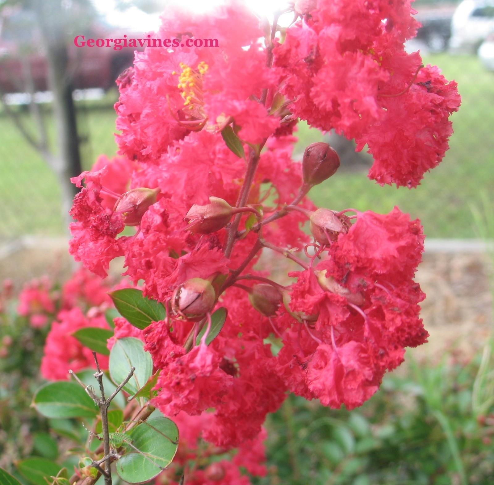 Crape Myrtle | Dwarf Strawberry Dazzle | 10 seeds
