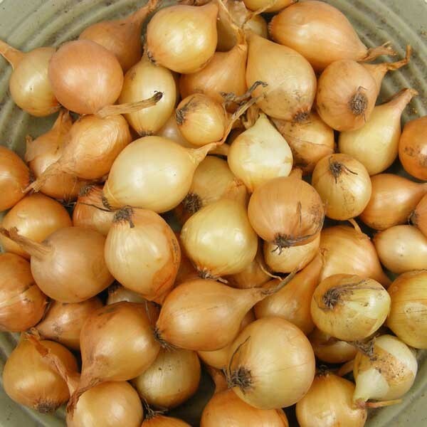 Yellow Onion Sets – Grown Naturally, Non-GMO 8 oz. (40+Bulbs) Shipping Now