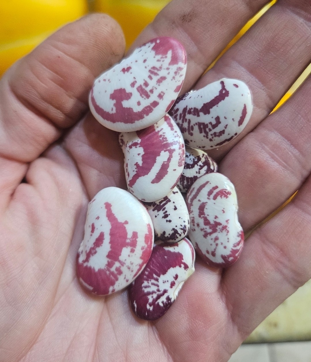 Christmas Pole Lima Bean Seeds (25) / ORGANIC / POLE BEAN / FLORIDA GROWN / RARE